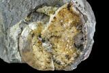 Sphenodiscus Ammonite - South Dakota #110575-1